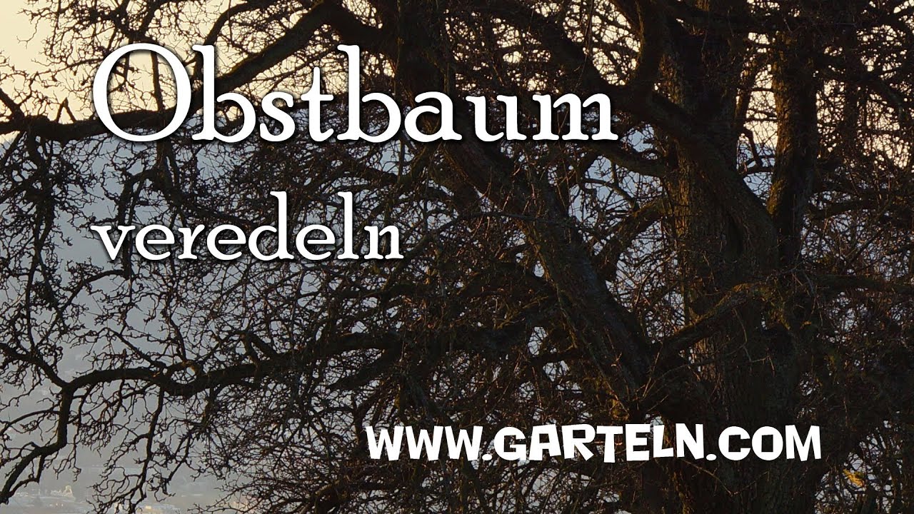 Obstbaum veredeln YouTube