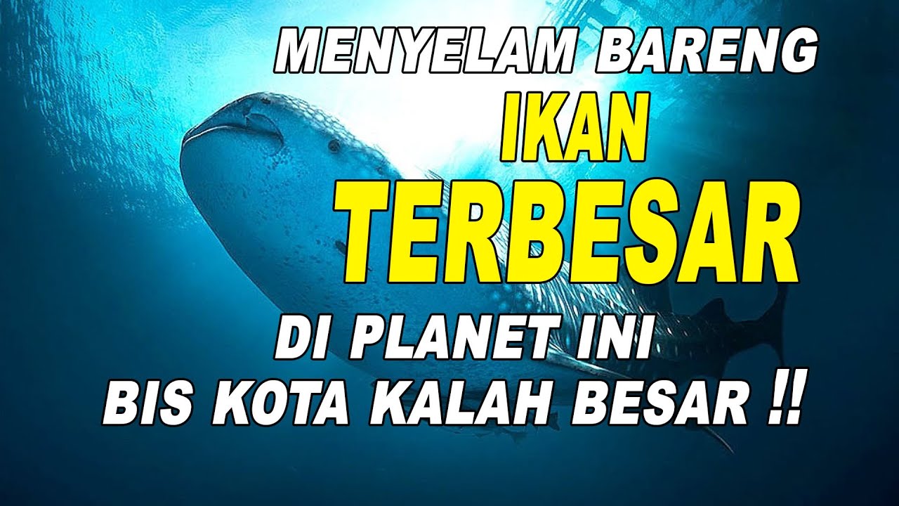 Diving With Whaleshark Nabire Papua Indonesia [hd] The Blue Of Cendrawasih Part 2 Youtube