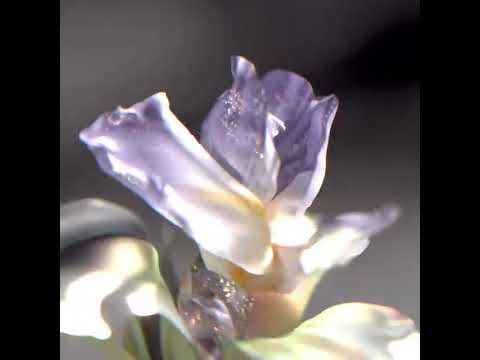 Video 2
