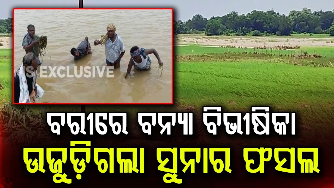 Jajpur Bari Flood: 150-Foot Breach In Banksahi Turns Farmlands Into Sand Dunes | Argus News