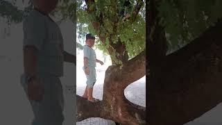 đi hái me về làm mứt me
