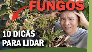 MIX PALESTRAS | 10 dicas para lidar com fungos nas plantas