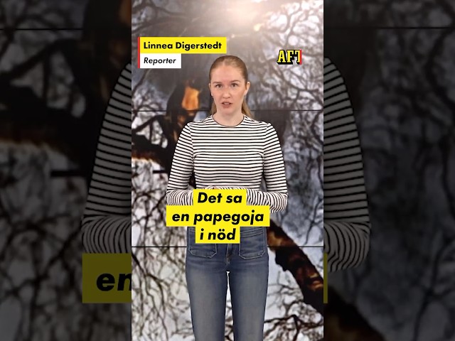 Papegoja räddades med ett paket cigg