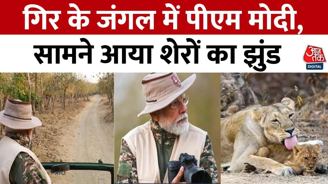 PM Modi Lion Safari News: Gir के जंगल में पीएम मोदी, सामने आया शेरों का झुंड | Aaj Tak