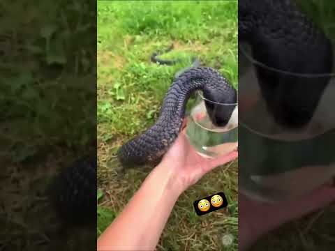 Omg! Black cobra drinks water from a glass, video shocks netizens