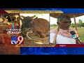 Animals suffer kidney disease in Uddanam