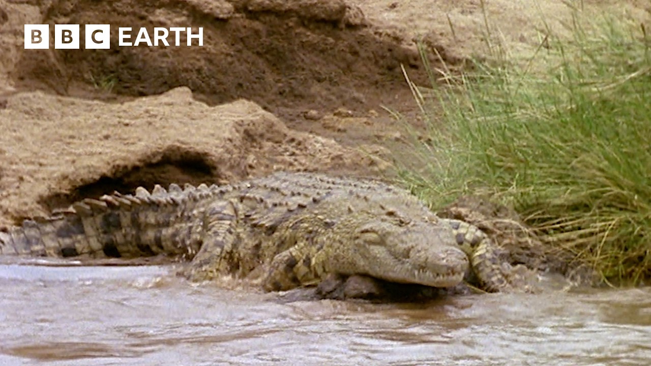 Crocodiles vs A Stallion Of Zebras | Natural World: The Crossing | BBC Earth