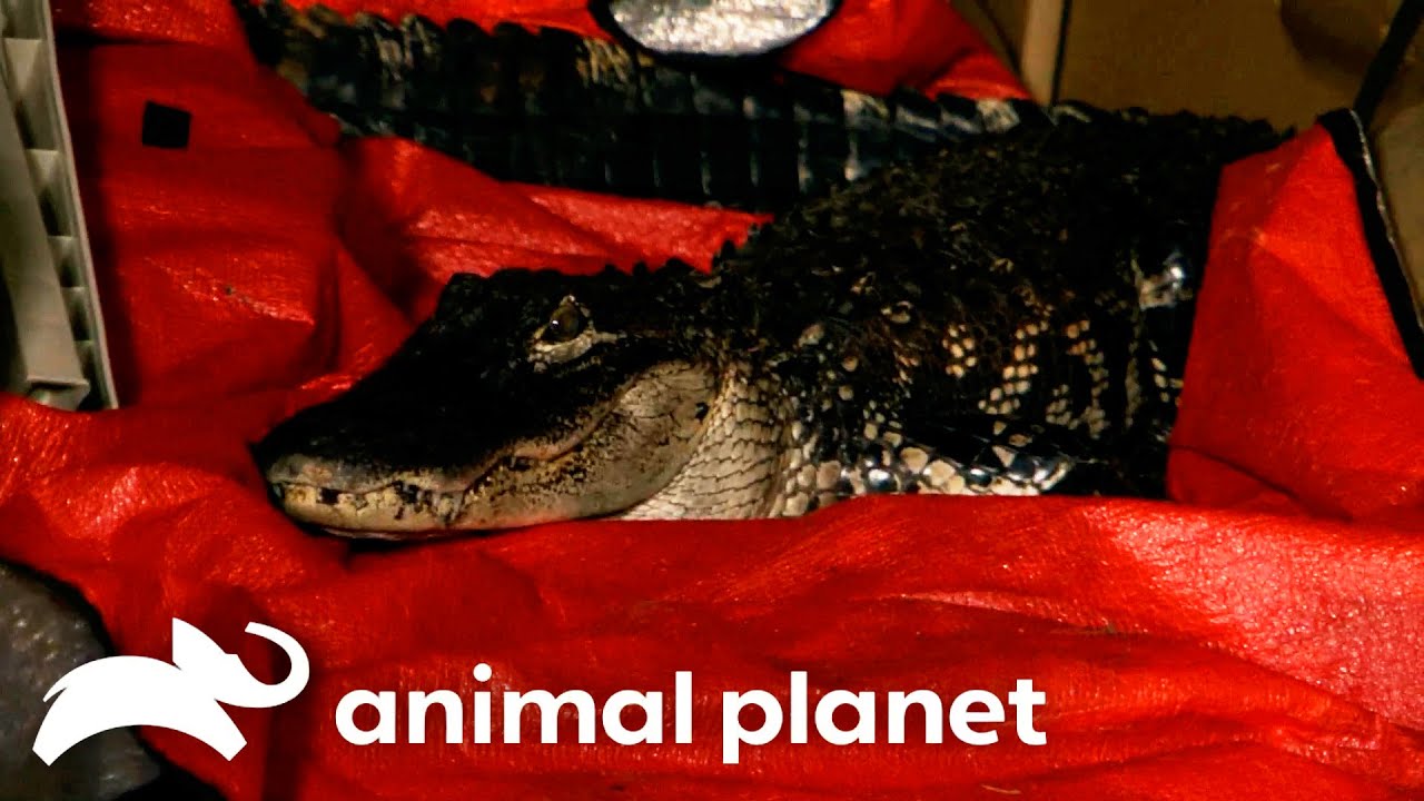 Backseat Gator! | Gator Boys | Animal Planet