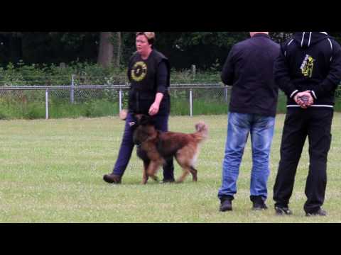 H Nolles Spyker Obedience 76 P.