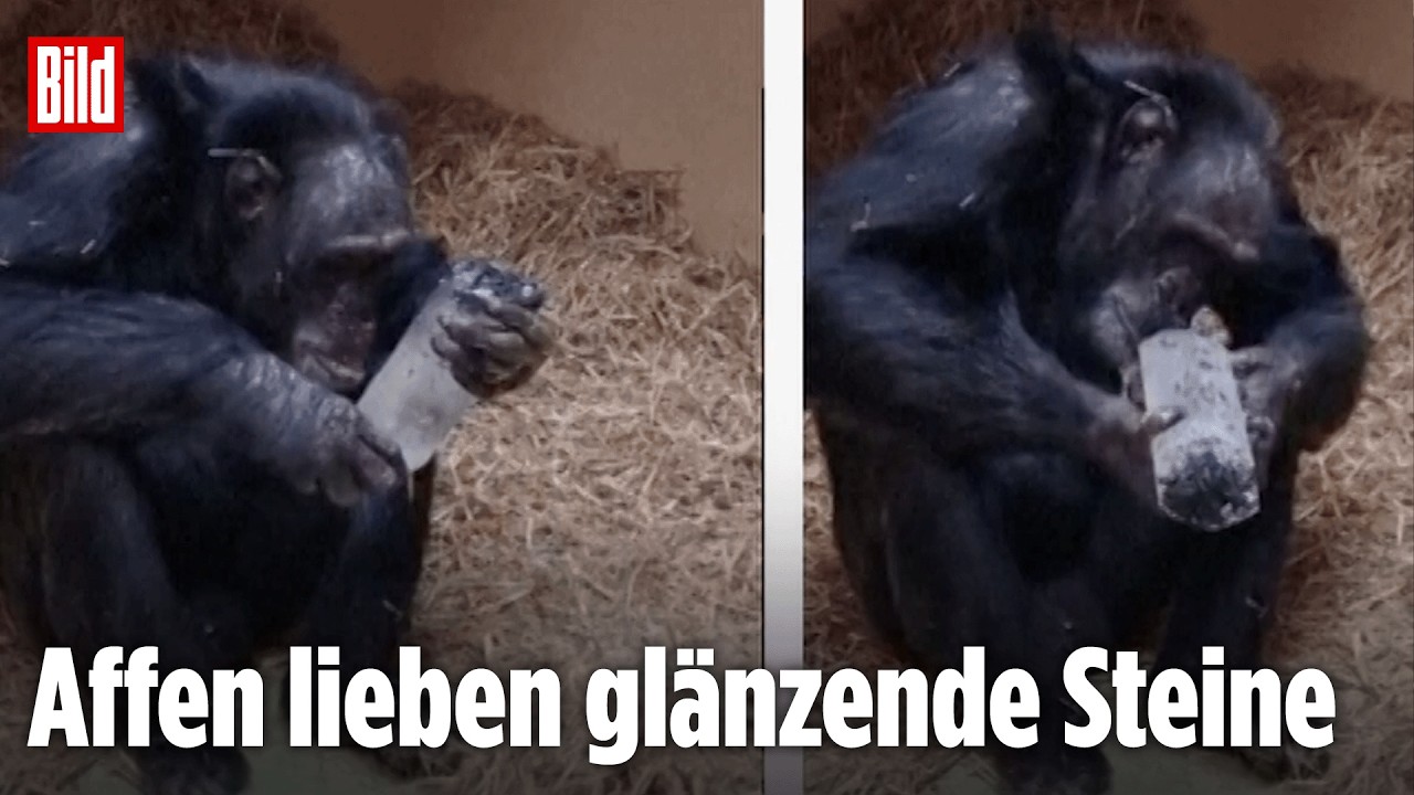 Schimpansen und Kristalle: Studie zeigt rätselhafte Faszination wie bei Urmenschen