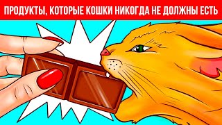 Почему домашним животным нельзя есть шоколад и другие секреты животных