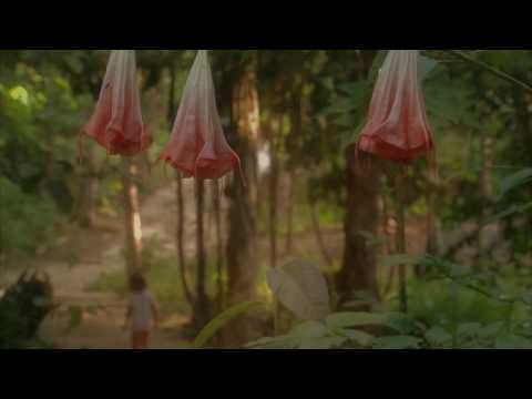 Vine of the Soul: Encounters with Ayahuasca'