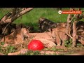 Rare North African lion cubs play at Whipsnade Zoo in England | Reuters  - 00:50 min - News - Video