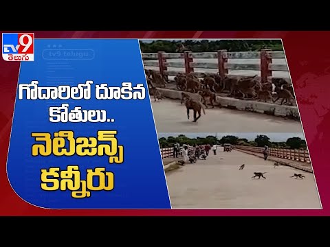Hundreds of monkeys forcibly jump into river Godavari, viral video Hundreds of monkeys forcibly jump into river Godavari, viral video