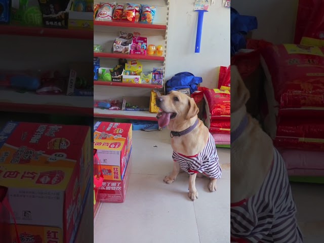 狗狗拿奶奶泡的酸辣椒換成泡麵了，太可惜了The dog exchanged the sour peppers that grandma made for instant noodles