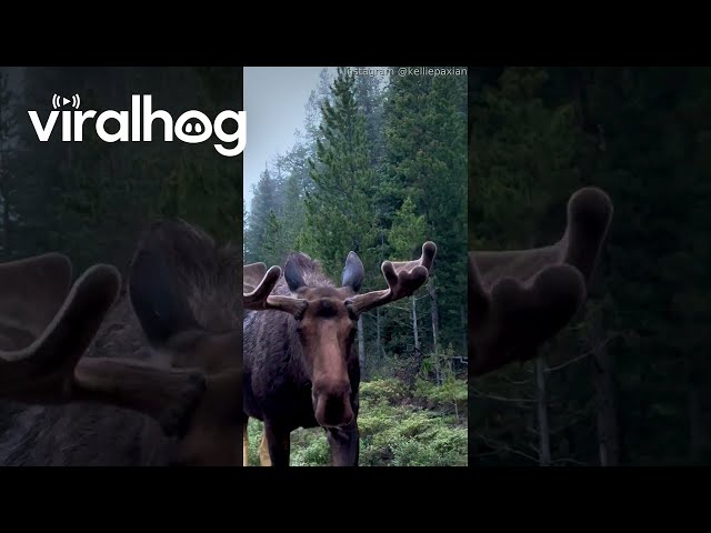 Moose Sticks Its Head in the Car || ViralHog