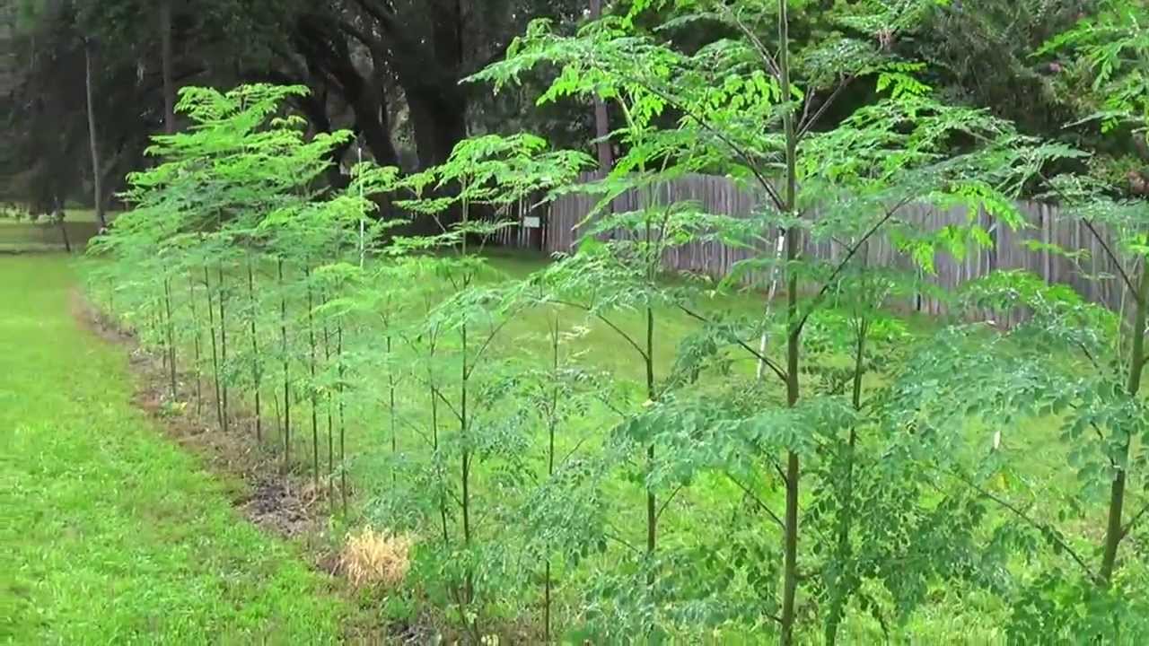 growing-moringa-oleifera-youtube