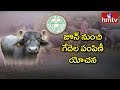 After sheep, now TRS Govt to distribute buffaloes