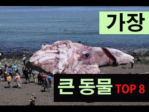 (랭킹박스)세계에서 가장 큰동물 TOP8