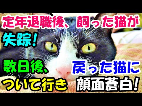 定年退職して暇に すると娘が猫を家に連れてきた しかしある日突然猫がいなくなり 数日後帰ってきた猫に付いて行ったら顔面蒼白 猫の不思議な話 朗読 まとめちゅーぶ