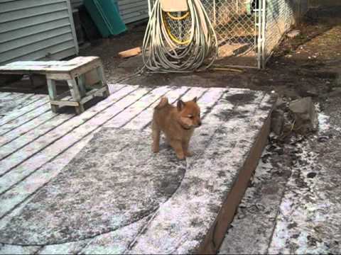 Finnish Spitz Puppies - YouTube