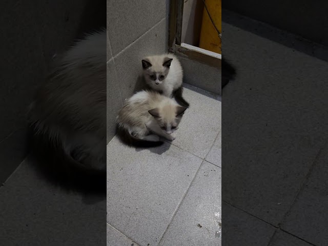 Gatitas Rsktads Part 1#viralvideo #reels #viralshort #viralreels #shorts #shortvideo #cat #catlovers
