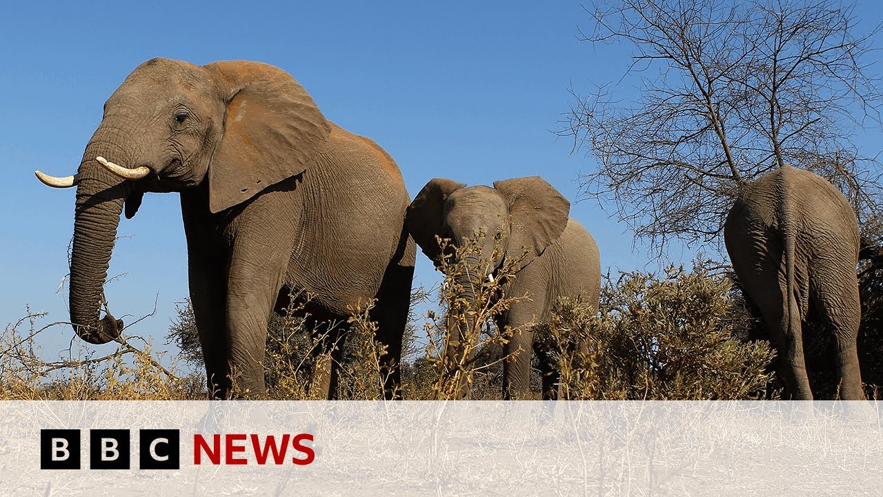 Botswana threatens to send 20,000 elephants to Germany | BBC News