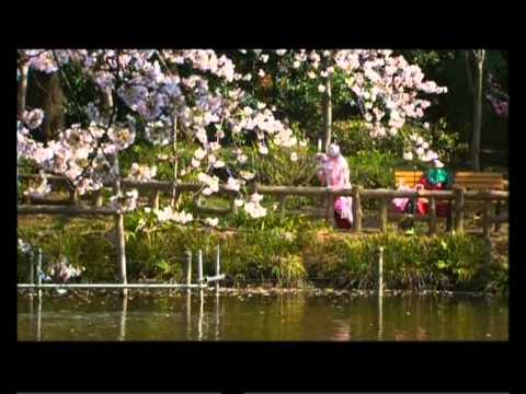 Kirschblüten - Hanami'