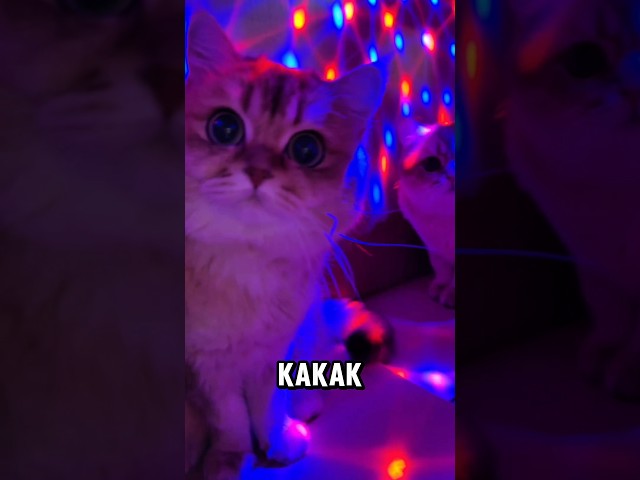 Si bontot di cariin majikan, gak tau nya ngumpet di kardus 🙀 #kucinglucu