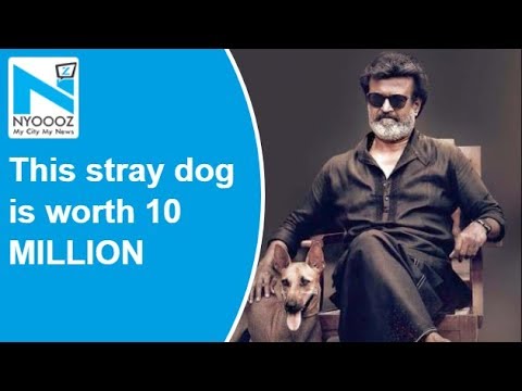 Rajini Kanth's 'Kaala' dog is worth 10 MILLION Rajini Kanth's 'Kaala' dog is worth 10 MILLION