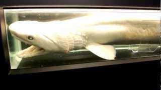 深海ザメの標本