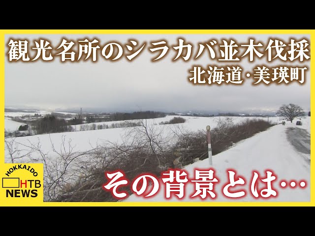 觀光公害！遊客拍照癱瘓交通、影響收成 北海道當地政府「砍掉整排白樺樹」