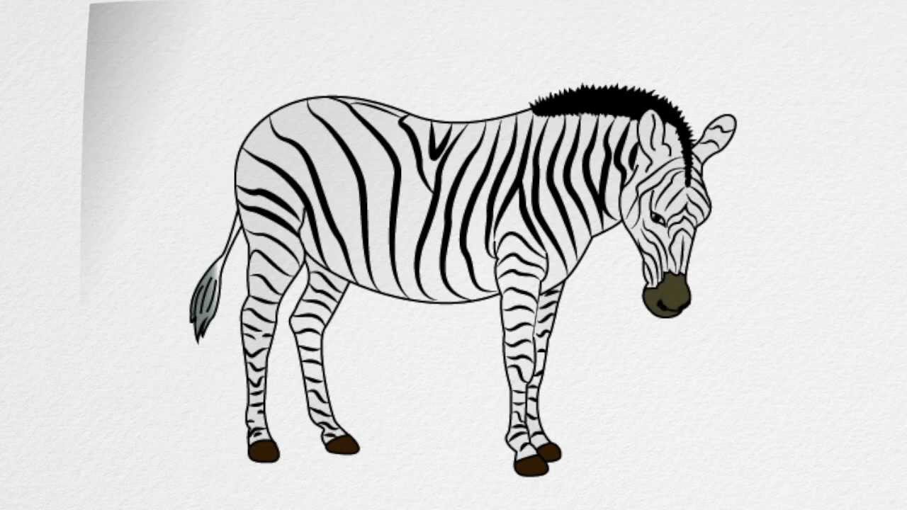 How to draw a ZEBRA step by step YouTube