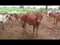 Euronews - Do these Indian Gir cows urinate gold?