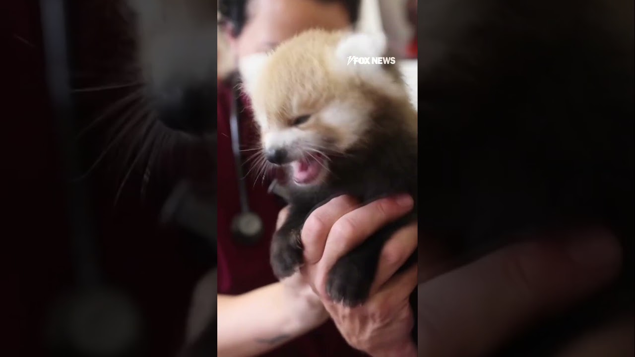 SO CUTE: Two Red Panda's are born at Knoxville zoo #shorts #usa #us #animals #viral #news #cute
