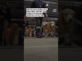 Sniffer dogs double up as emotional support for families of missing workers in Thailand