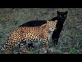 Eternal Couple: Black Panther, Leopard spotted together, pic goes viral