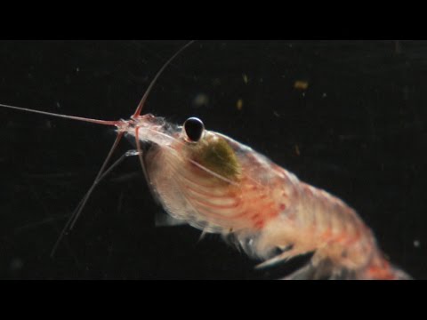 Upload mp3 to YouTube and audio cutter for What is krill? | The secret life of whale food. download from Youtube