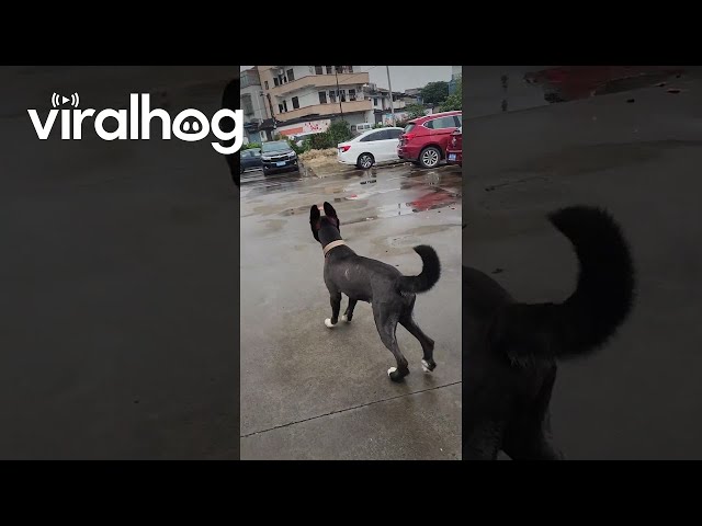 Happy Pink Puppy Bounces Away || ViralHog