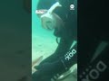 Divers save baby shark  - 00:59 min - News - Video