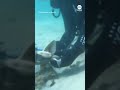 Divers save baby shark