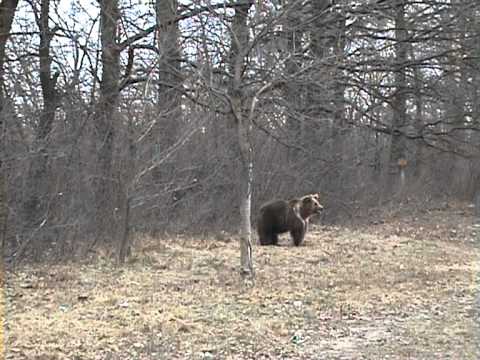 Мече позер