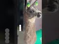 Orphaned baby llama finds new home at police station  - 00:46 min - News - Video