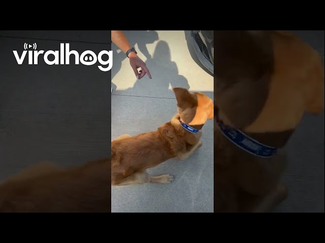 Goose - The Watermelon Dog!  || ViralHog