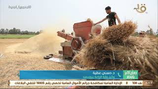 زيادة إنتاجية محصول القمح في محافظة بورسعيد