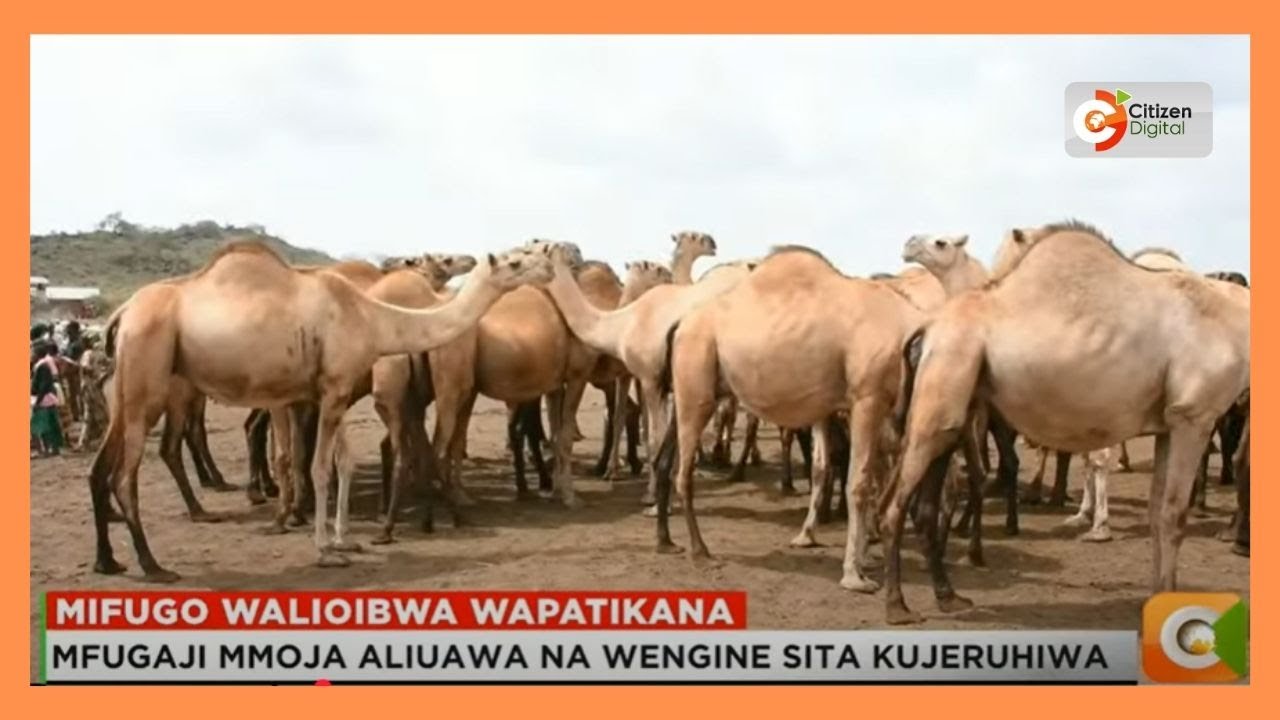Ngamia 650 kati ya ngamia 660 walioibiwa wapatikana
