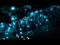 Glowworms in Motion - A Time-l
