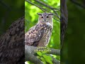 What killed Flaco the owl?  - 00:32 min - News - Video