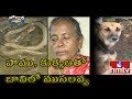 Jordar News: A snake, a dog and an old woman in a well
