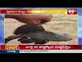 ఖమ్మం జిల్లా ఆకేరు లో వింత దయ్యం చేపలు | Strange ghost fish in Aakeru | 99TV  - 01:30 min - News - Video